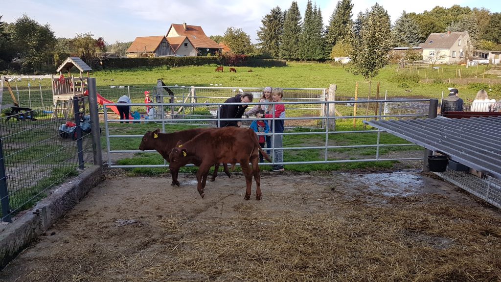 Zwei Kälber in einem Gatter am Cafè Lütte Meierei in Kratzeburg im Müritz-Nationalpark. Vor dem Gatter ist ein Spielplatz mit Kindern und Erwachsenen zu sehen.