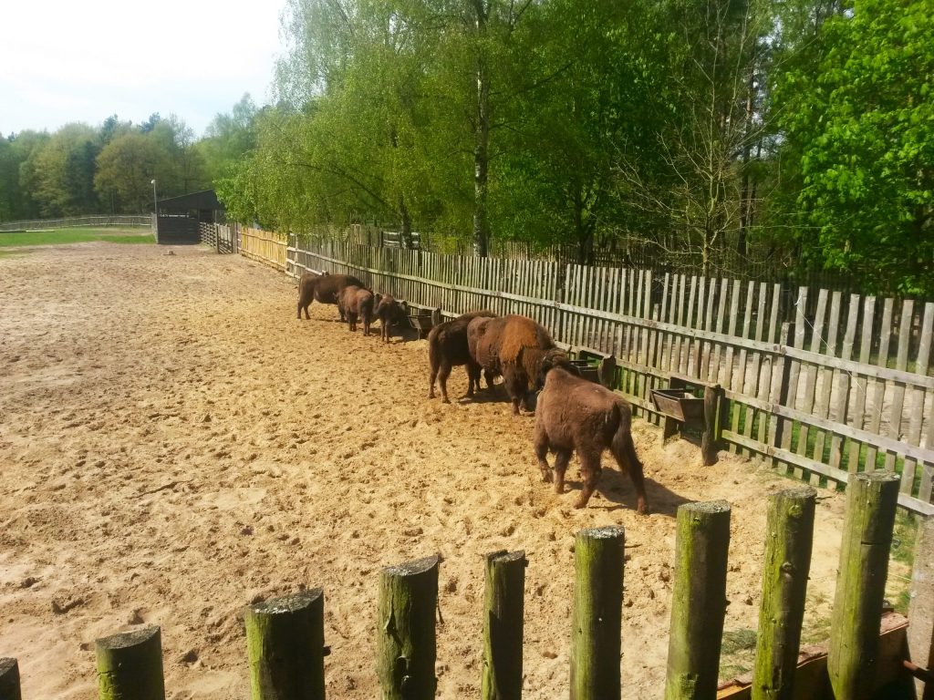 Sechs Wisente fressen aus Trögen in einem Gehege umgeben von Bäumen im Wisentreservat Damerower Werder.